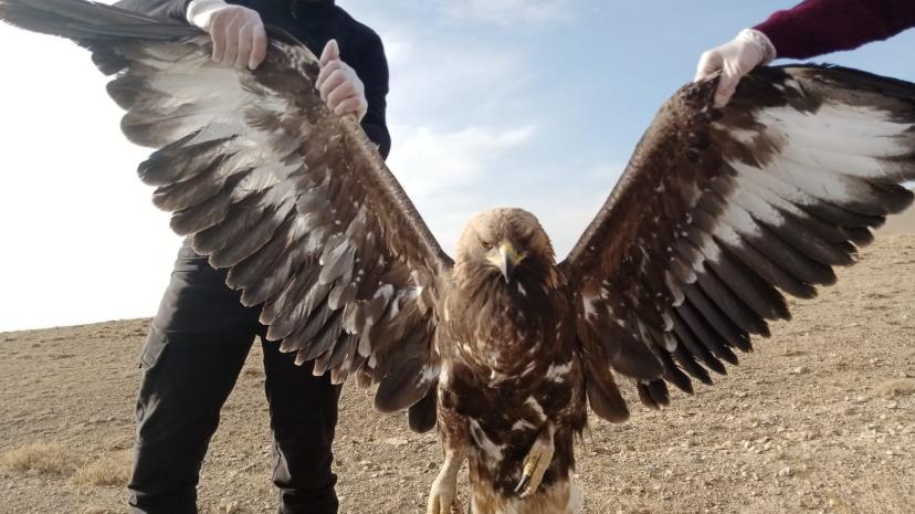 Yaralı kartal tedavi altına alindi