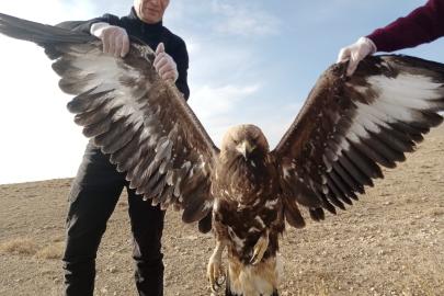 Yaralı kartal tedavi altına alindi