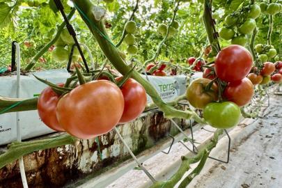 Ağrı'da, jeotermal serada üretilen ürünler Avrupa pazarına açılıyor