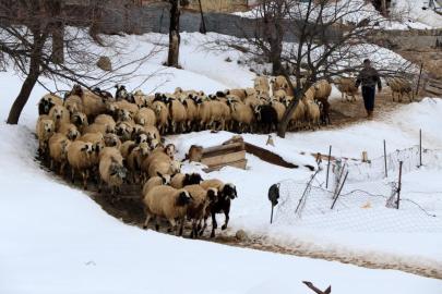 Besiciler uykusuz, kuzular güvende
