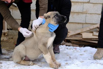 Sokak Hayvanları İçin Aşı Çalışması Yapıldı