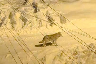 Yüksekova’da çiftçilere "kurt saldırısı" uyarısı