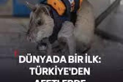 Antalya'da eğitilen Afrika keseli sıçanları enkaz altındaki "göz" olacak