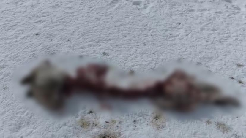 Başkale'de kurtlar köpeği parçaladı