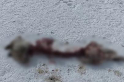 Başkale'de kurtlar köpeği parçaladı