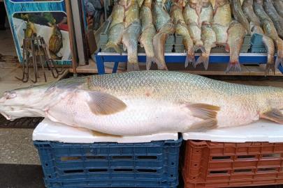 Batman’da 120 kiloluk dev turna balığı görenleri hayrete düşürdü