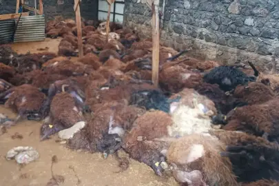 Bir gecede 200 koyununu kaybeden vatandaşı ağlatacak sürpriz