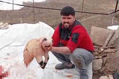 Bitlis'te ölü doğan kuzu, panda yavrusuna benzerliğiyle şaşırttı