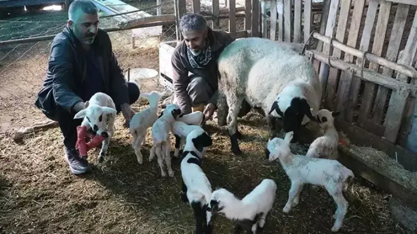 Denizli'de koyun tek batında 9 yavru doğurdu