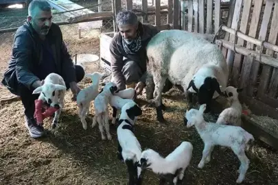 Denizli'de koyun tek batında 9 yavru doğurdu