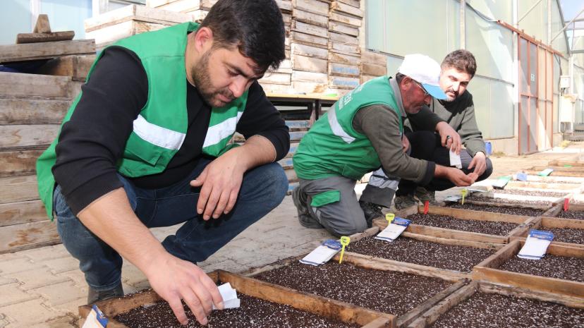 Edremit Belediyesi yüzlerce süs bitkisi ve çiçek tohumunu toprakla buluşturdu