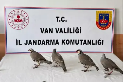 Erciş'te 4 Keklik İçin 85 Bin Ceza