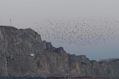 Gökyüzünde dans: Van Kalesi'nde sığırcık şöleni