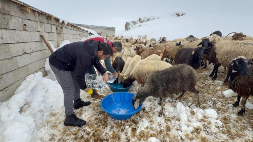 İlçe Tarım ve Orman Müdürlüğü ekipleri suların donduğu bölgedeki hayvanlara su götürdü