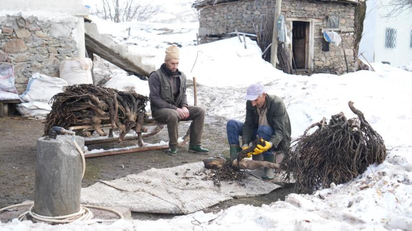 Muş'ta besicilerin asırlık geven otu geleneği sürüyor