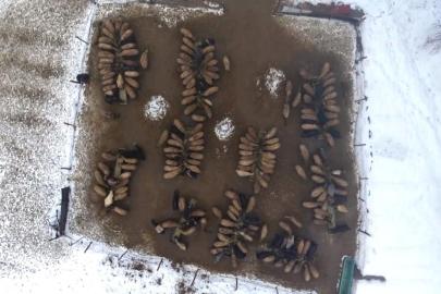 Muş'ta devlet desteğiyle hayvan sayısı arttı