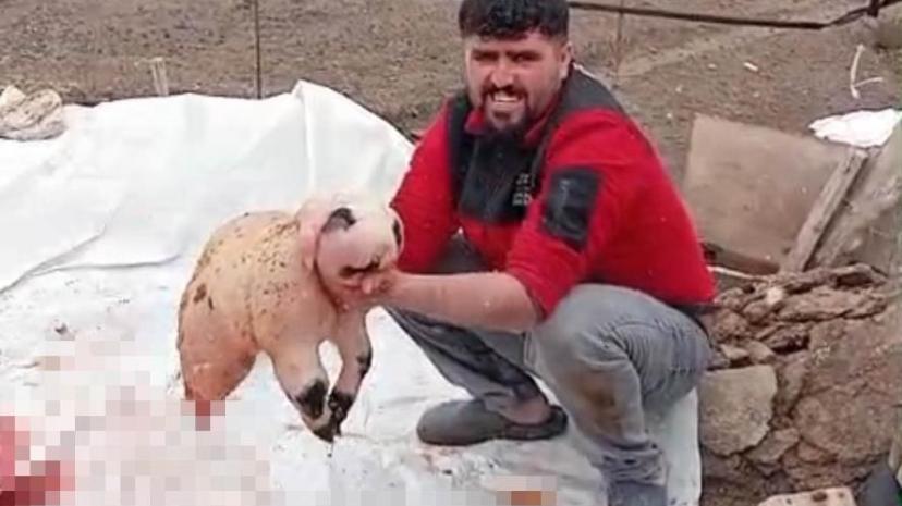 Pandaya benzeyen kuzu incelemeye alındı