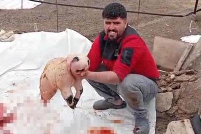 Pandaya benzeyen kuzu incelemeye alındı