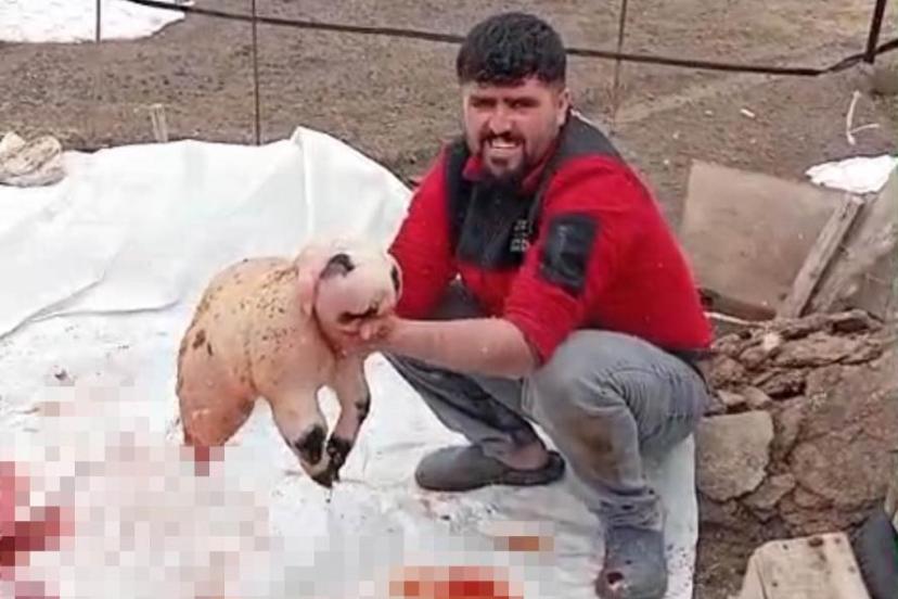 Pandaya benzeyen kuzu incelemeye alındı