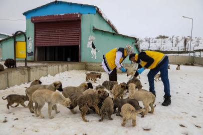 SAHİPSİZ HAYVANLAR BÜYÜKŞEHİR BELEDİYESİNİN BAKIM EVİNDE HAYATA TUTUNUYOR