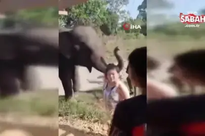 Tayland'da fil, yürüyüş yapan turisti ezerek öldürdü