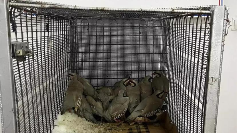 Van'da keklik avına 87 bin TL idari para cezası