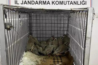 Van'da keklik avına 87 bin TL idari para cezası