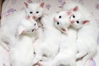 026 yılının ilk Van kedisi yavruları dünyaya geldi