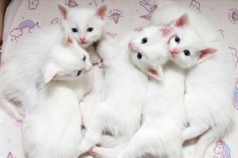 026 yılının ilk Van kedisi yavruları dünyaya geldi