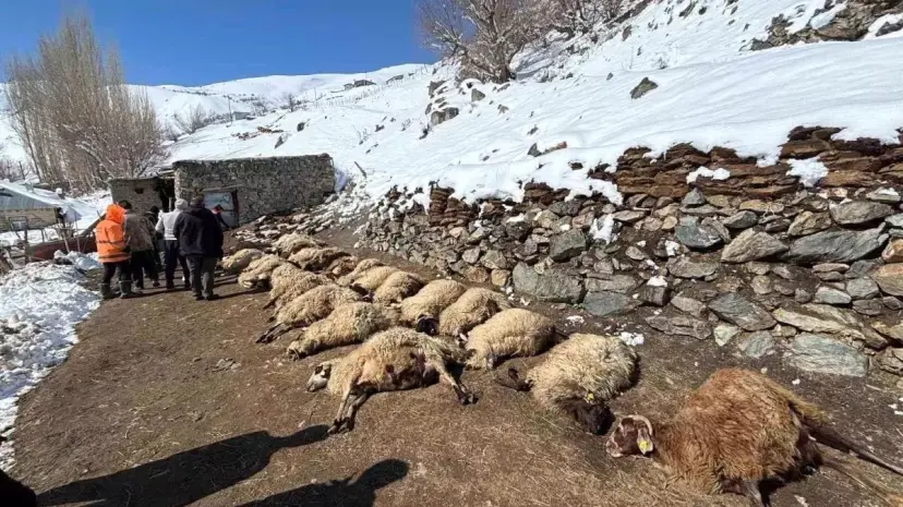 Başkale'de Ahır Yangını: 68 Hayvan Telef Oldu