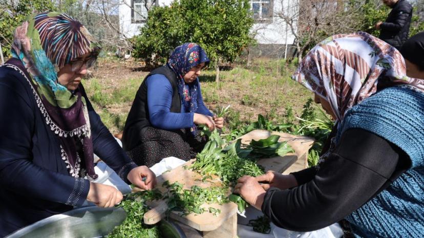 Doğadaki zehirli ot kara kazanda şifaya dönüşüyor