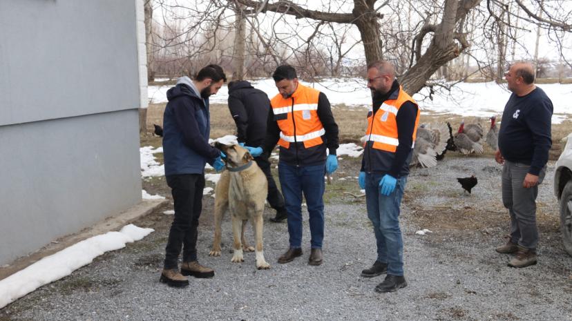 Edremit Belediyesi sahipsiz hayvanları sahiplendirilmeye başladı