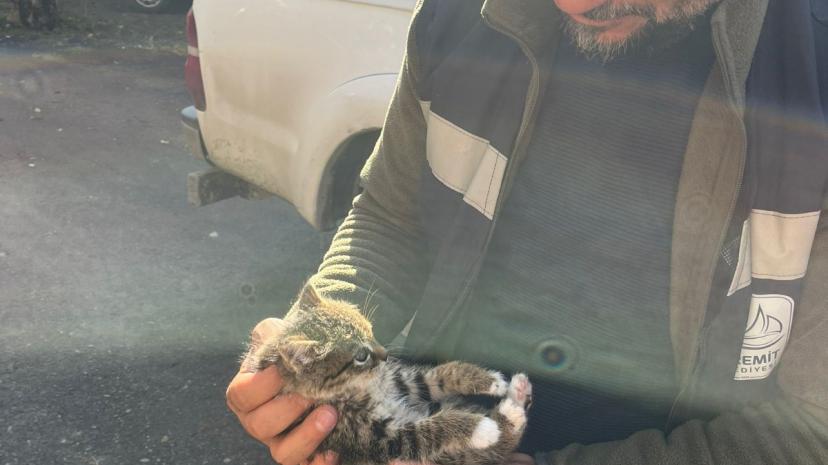 Edremit’te çatıda mahsur kalan yavru kedi seferberliği