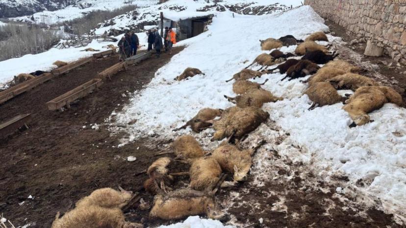 Erzincan’da yemden zehirlendikleri düşünülen 80 koyun telef oldu