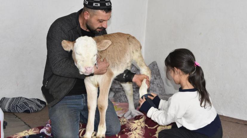 Tatvan'da hasta buzağıya evde özel bakım