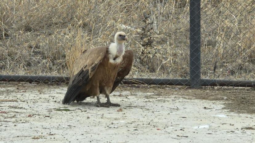 Tedavi edilen yaban kuşları özgürlüğe kanat çırpmaya hazır