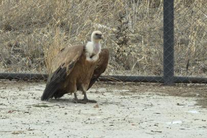 Tedavi edilen yaban kuşları özgürlüğe kanat çırpmaya hazır