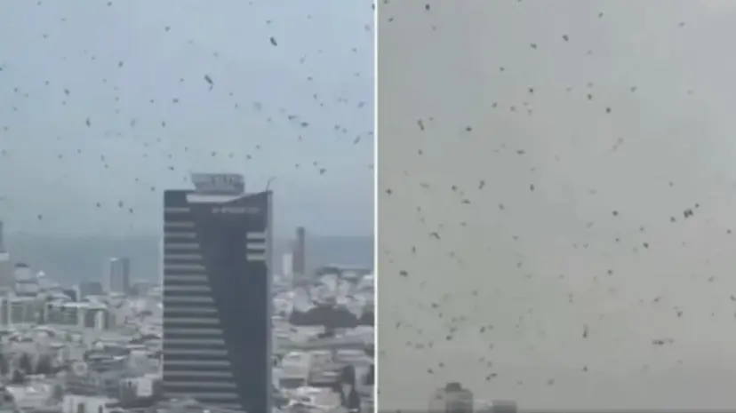 Tel Aviv’de gökyüzünü kargalar kapladı: Uğursuzluk saydılar