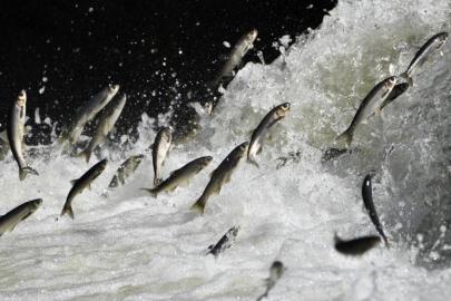 Van Gölü Havzası'nın doğusundaki yağış bolluğu tarımı ve inci kefali göçünü olumlu etkileyecek
