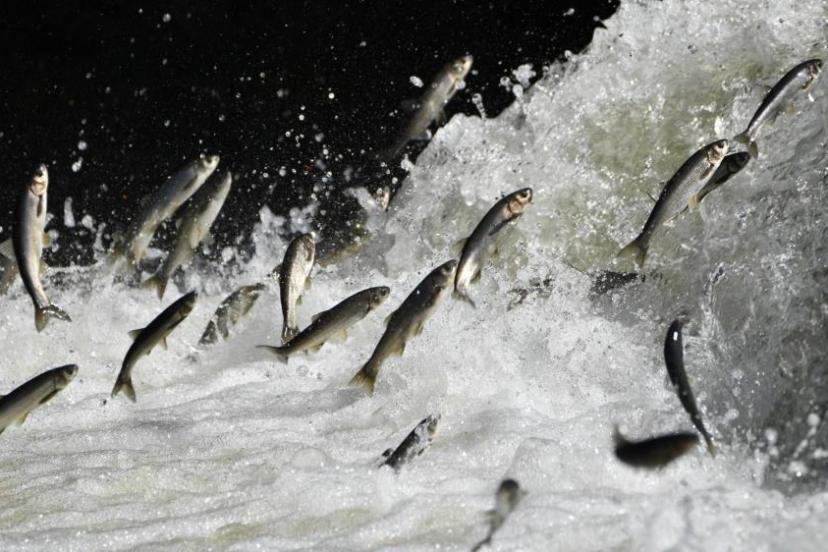 Van Gölü Havzası'nın doğusundaki yağış bolluğu tarımı ve inci kefali göçünü olumlu etkileyecek