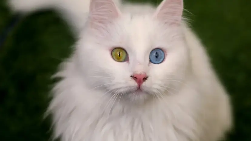 Van Kedi Villası'nın, yeni üyeleri için hazırlıklar başladı