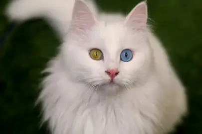 Van Kedi Villası'nın, yeni üyeleri için hazırlıklar başladı