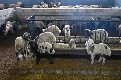 Van'da Genç Girişimci Hayvancılıkta Hedef Büyütüyor