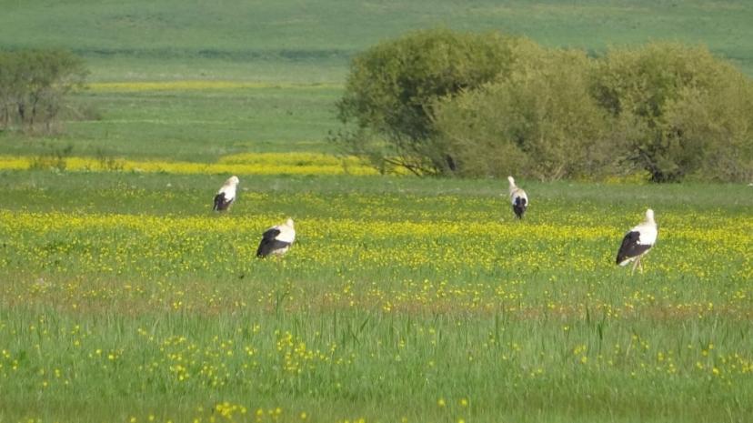 Yüksekova'nın biyoçeşitliliği kayıt altına alınacak
