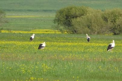 Yüksekova'nın biyoçeşitliliği kayıt altına alınacak