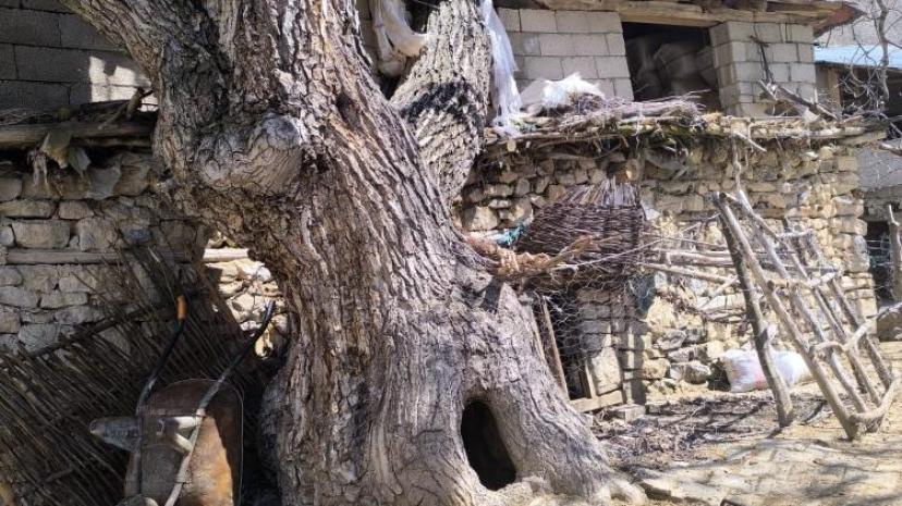 Çatak’ta ceviz ağacı ahırın üzerine devrildi