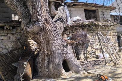 Çatak’ta ceviz ağacı ahırın üzerine devrildi