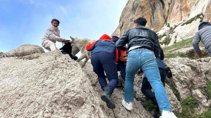 Mahsur Eşek AFAD ile Kurtarıldı