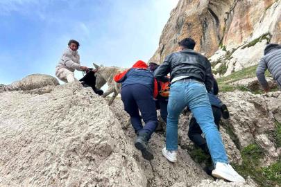 Mahsur Eşek AFAD ile Kurtarıldı