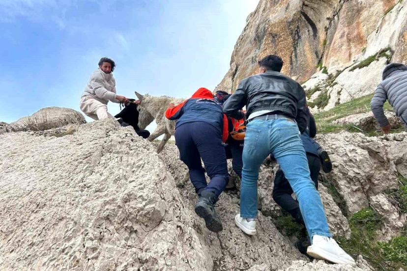 Mahsur Eşek AFAD ile Kurtarıldı